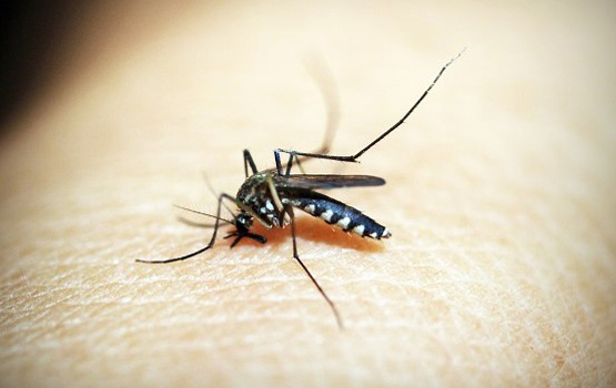 drug-researchers-discover-potent-class-of-molecules-that-kills-malaria-parasite