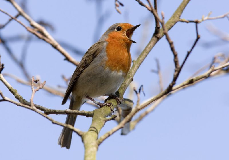 protein-found-in-robins’-eyes-has-all-the-hallmarks-of-a-magnetoreceptor