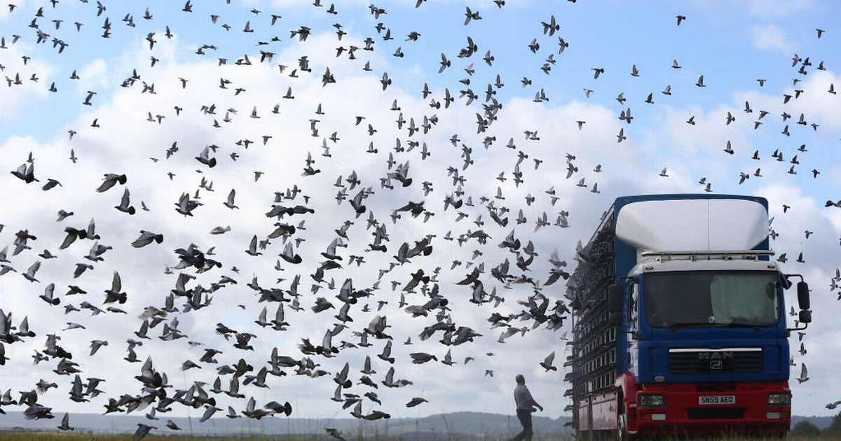 mystery-as-5k-homing-pigeons-vanish-into-thin-air