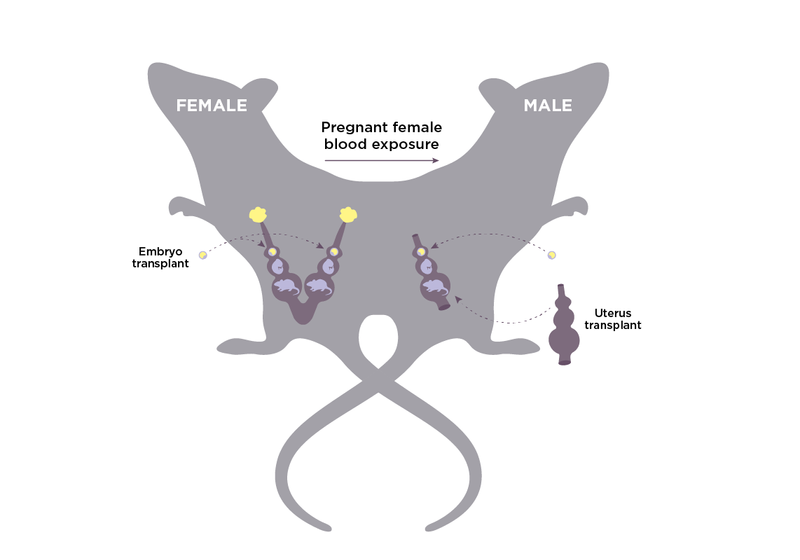 study-that-impregnated-male-rats-stirs-controversy