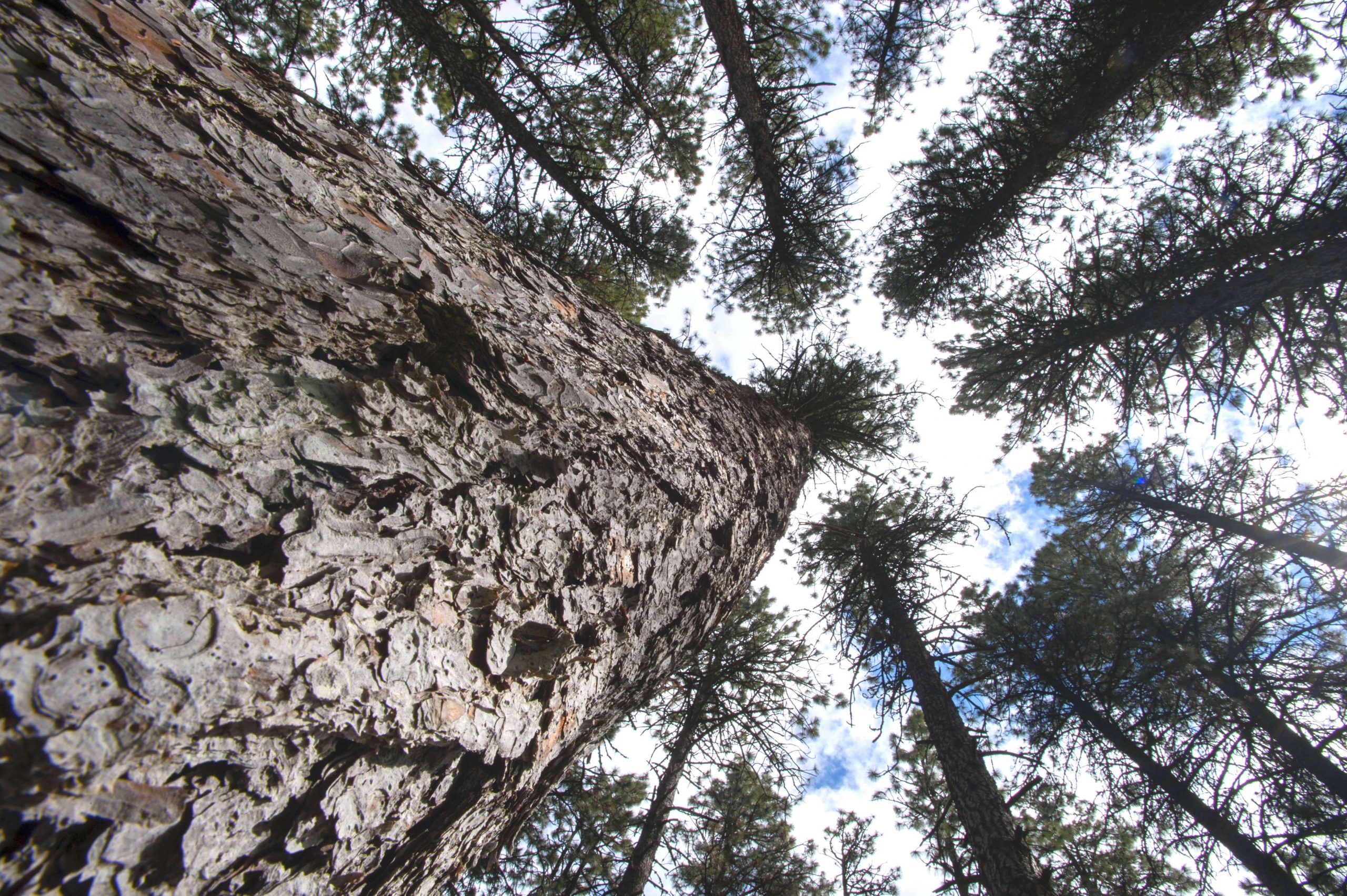 as-climate-warms,-a-rearrangement-of-world’s-plant-life-looms