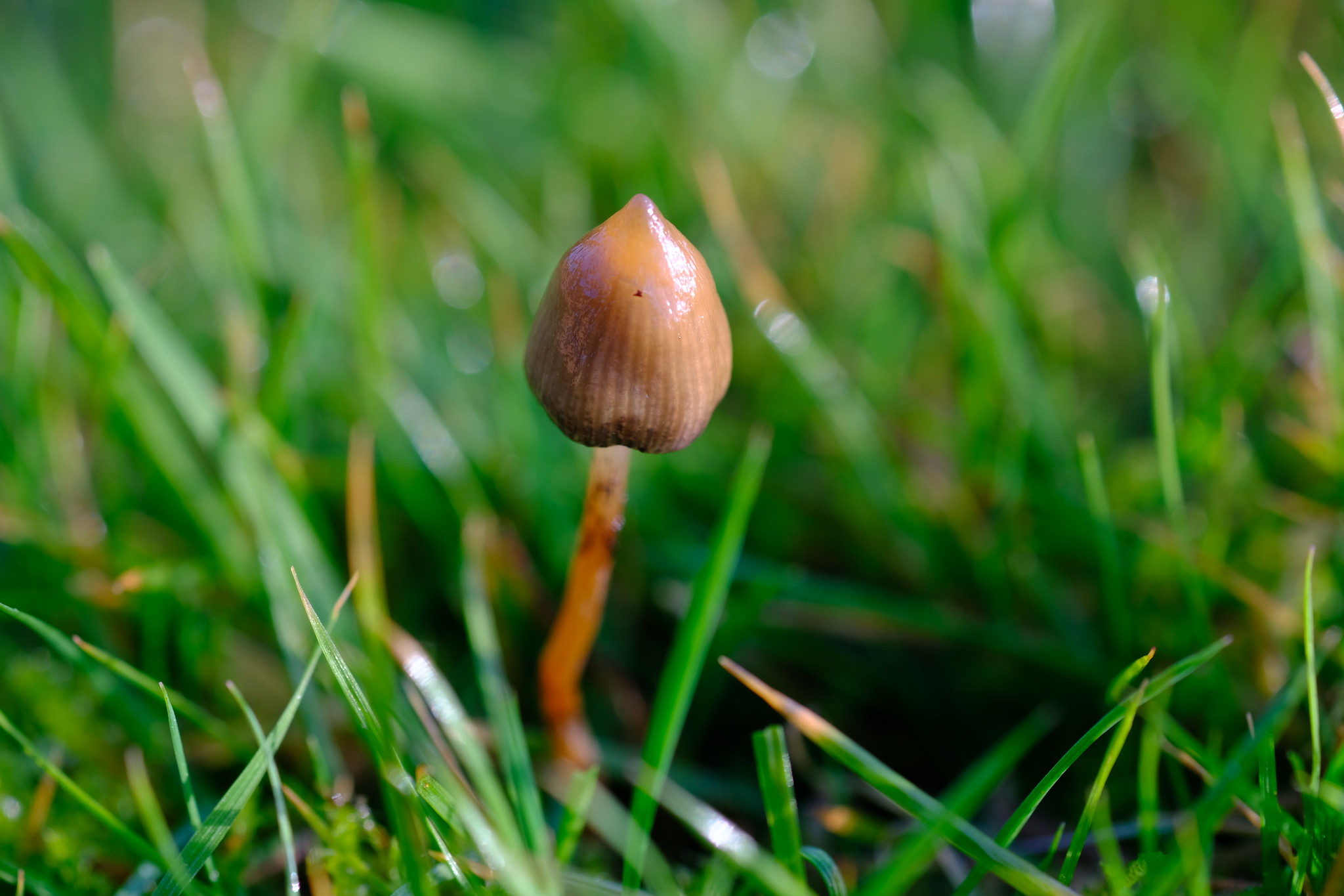 show-hn:-magic-mushroom-map