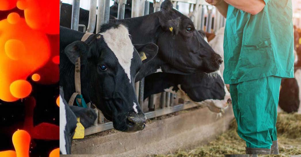 a-chemical-hunger-–-part-v:-livestock-antibiotics