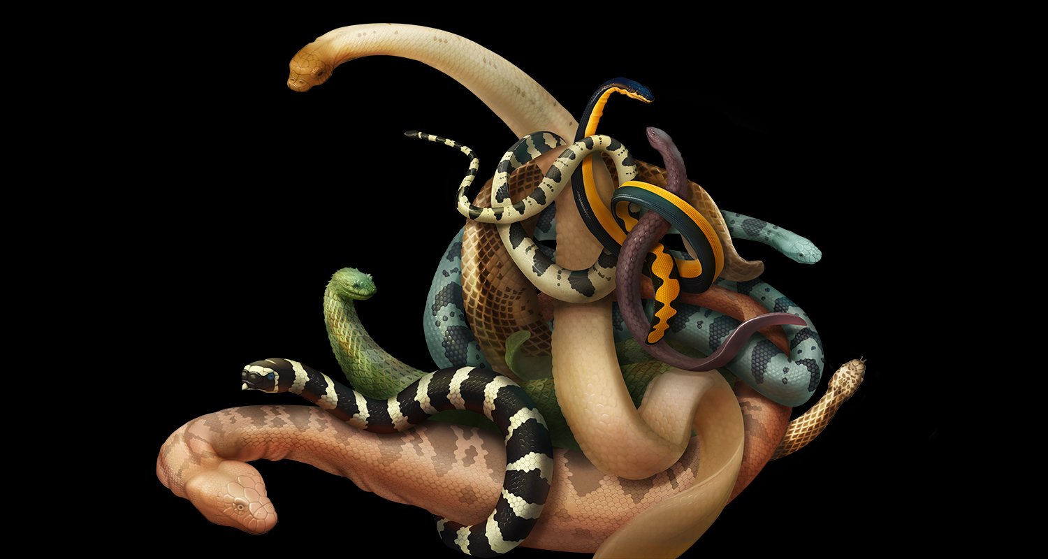 the-weird-world-of-australian-sea-snakes