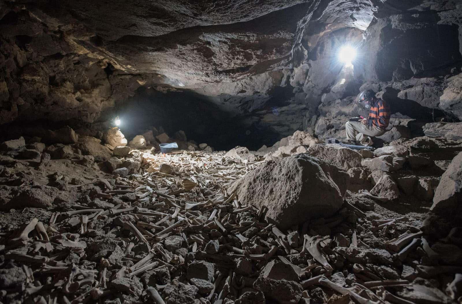 hyenas-hoarded-thousands-of-human,-animal-bones-in-saudi-arabian-lava-tube