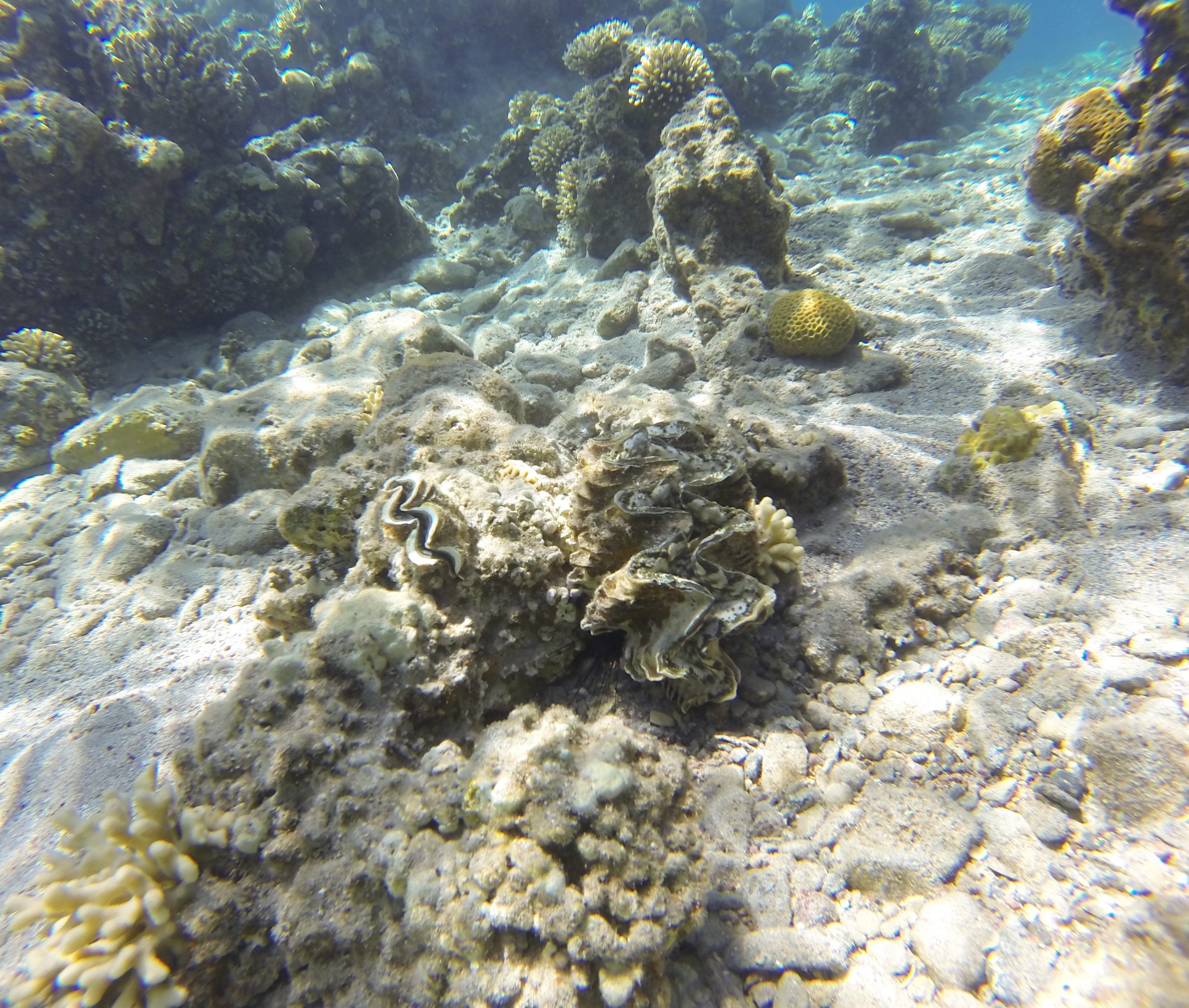 the-mystery-of-the-giant-clams-of-the-red-sea-and-indian-ocean-(2020)