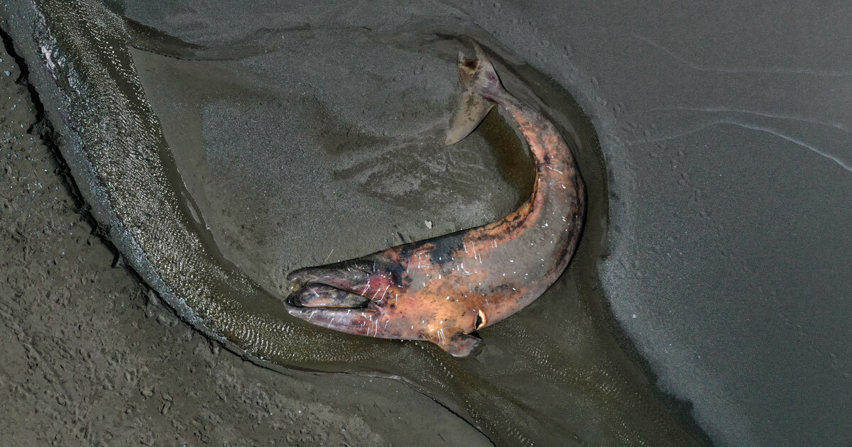 something-is-killing-gray-whales