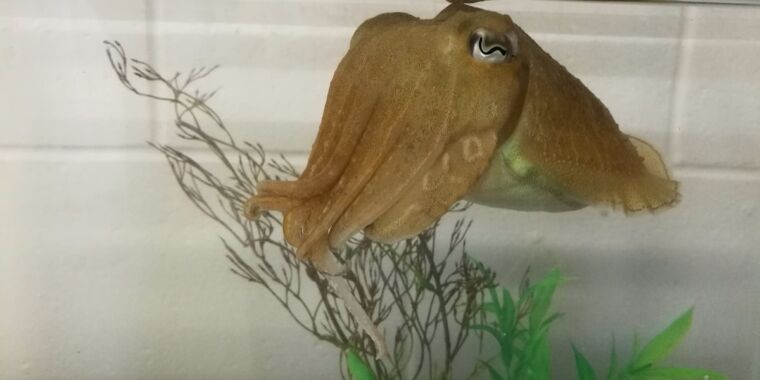 cuttlefish-remember-the-what,-when,-and-where-of-meals,-even-into-old-age