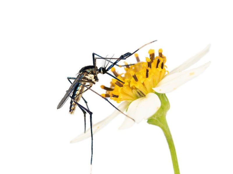 the-secret-lives-of-mosquitoes,-the-world’s-most-hated-insects