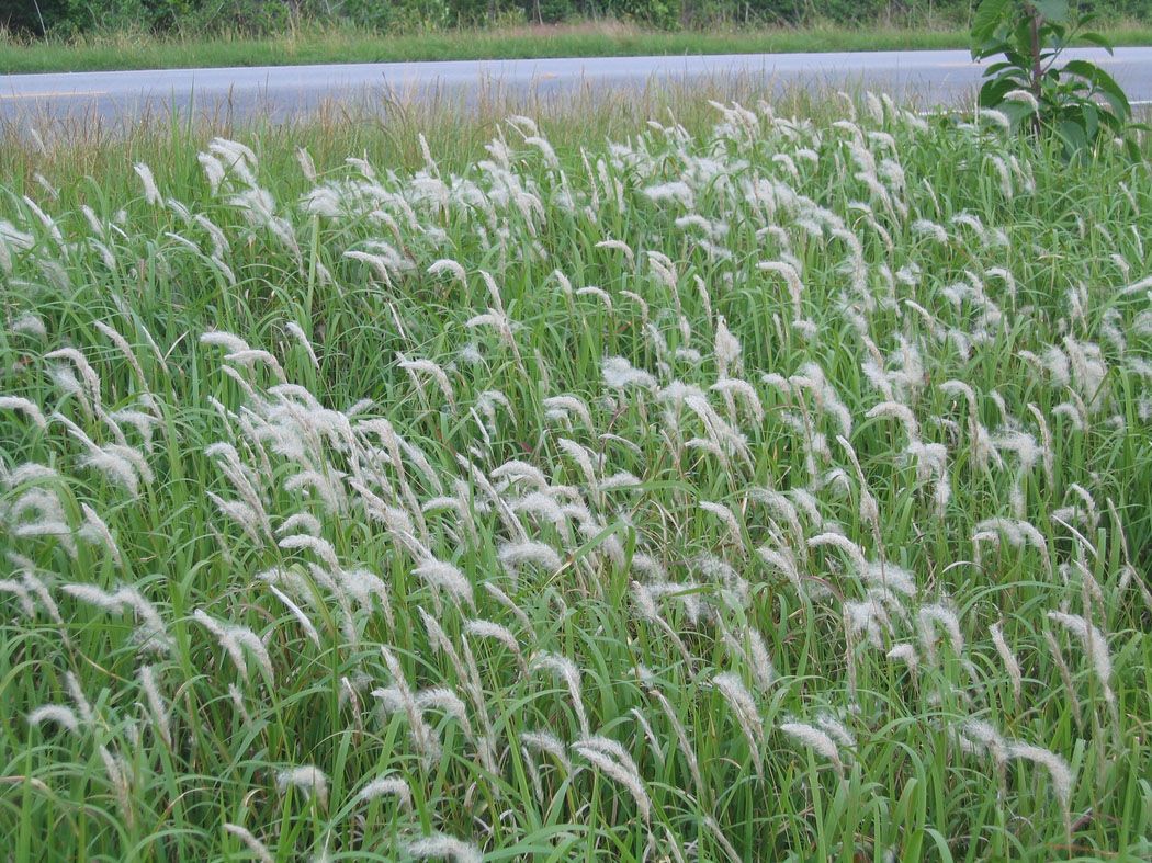 ‘world’s-worst-invasive-weed’-sold-at-many-us.-garden-centers