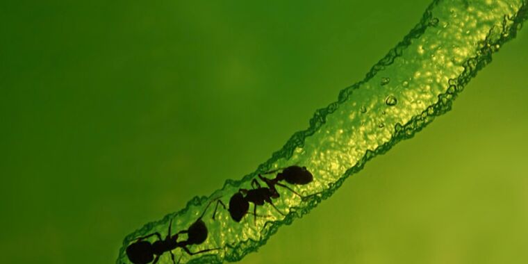 ants-create-stable-tunnels-in-nests,-much-like-humans-play-jenga
