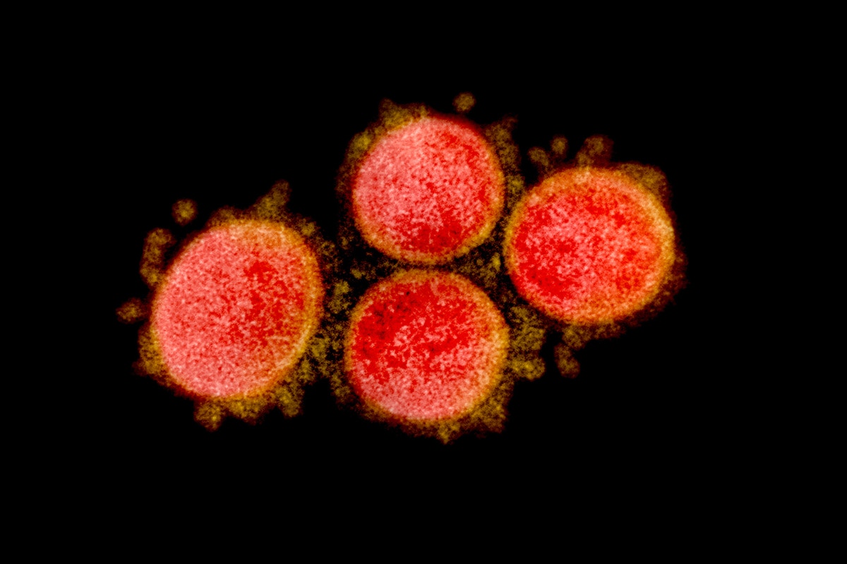 leaked-grant-proposal-details-high-risk-coronavirus-research