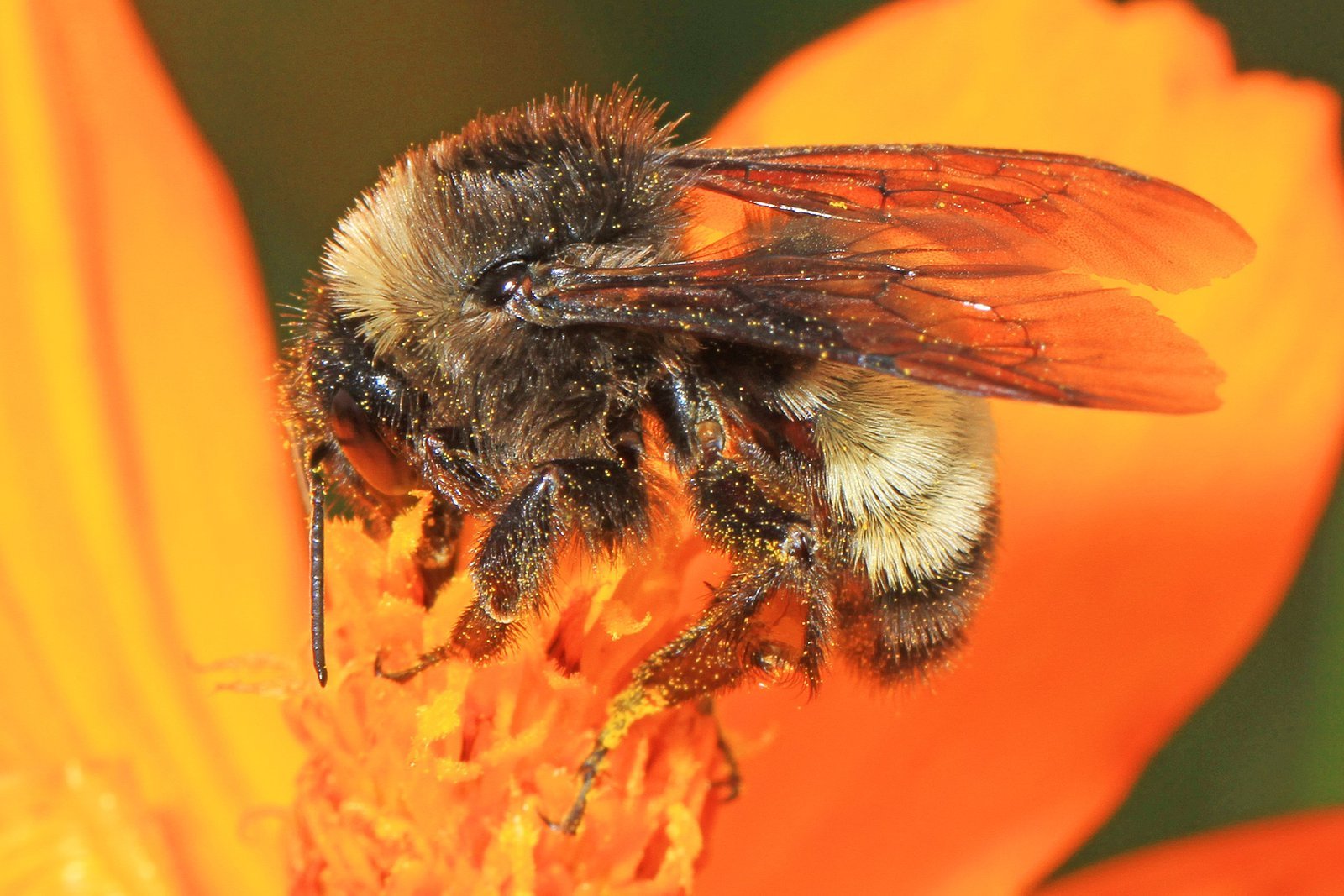the-american-bumblebee-has-vanished-from-eight-states