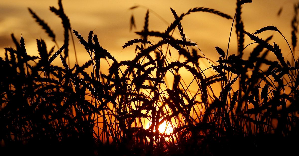 world-food-prices-hit-10-year-peak-–-fao