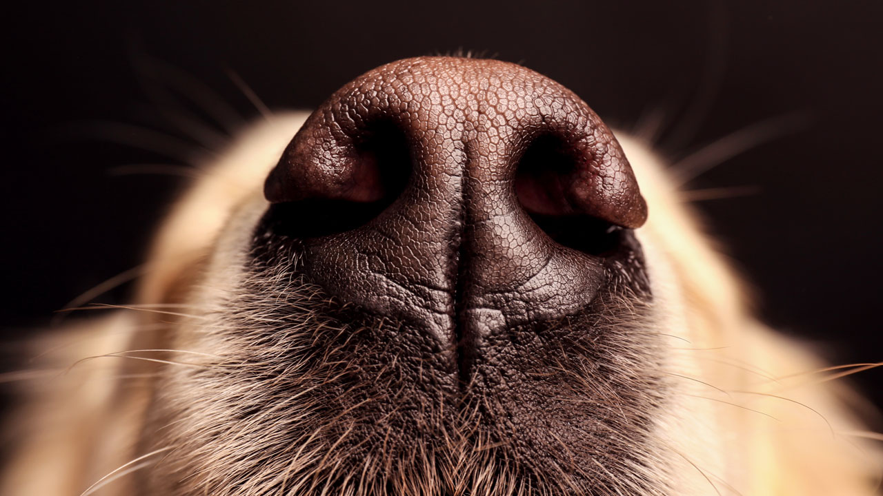 should-a-dog’s-sniff-be-enough-to-convict-a-person-for-murder?