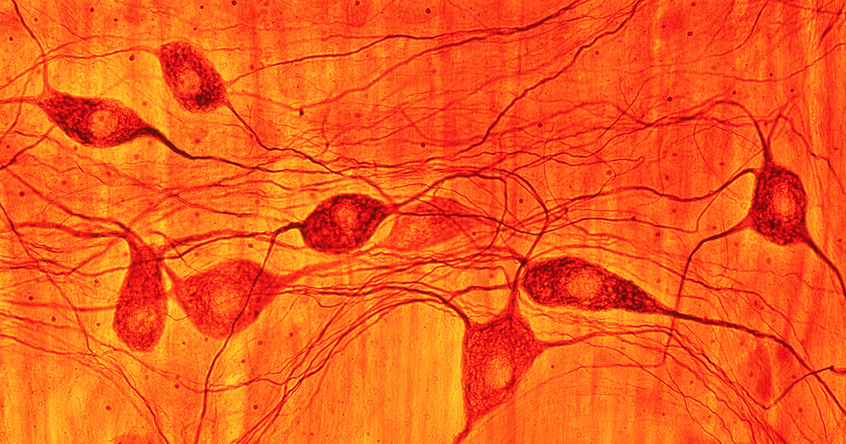 the-brain-can-recall-and-reawaken-past-immune-responses