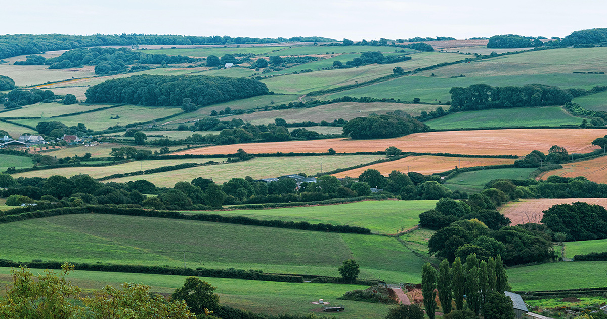 what-the-world-can-learn-from-britain’s-humble-hedge