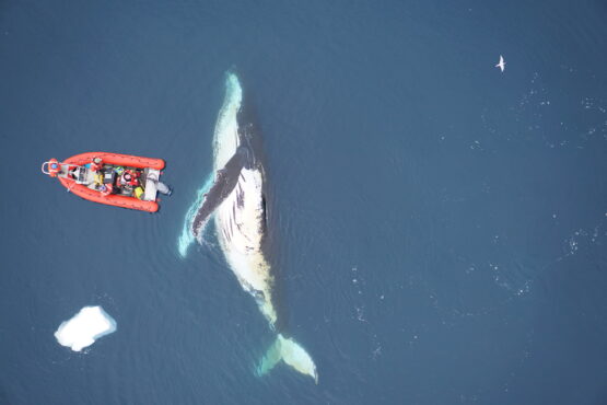 the-decline-of-baleen-whales-has-led-to-a-decline-of-krill,-researchers-find