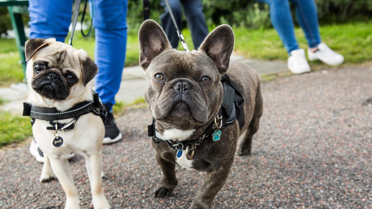 study:-most-dog-breeds-highly-inbred