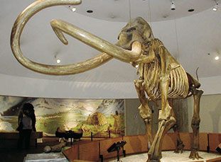the-trees-that-miss-the-mammoths-(2011)