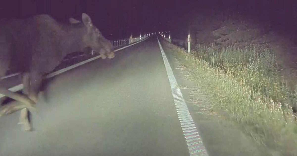 tesla’s-high-beam-assist-feature-surprised-by-swedish-moose