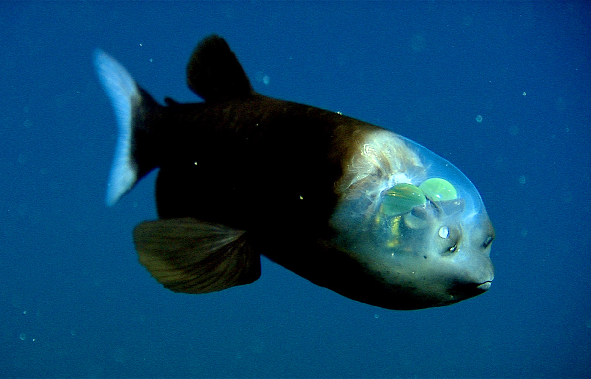 fish-sees-through-its-own-head