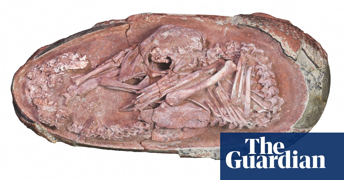 scientists-find-preserved-dinosaur-embryo-preparing-to-hatch-like-a-bird