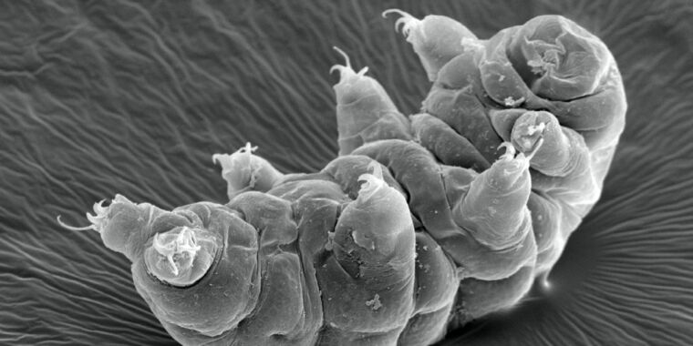 tardigrades-walk-like-insects-500k-times-their-size