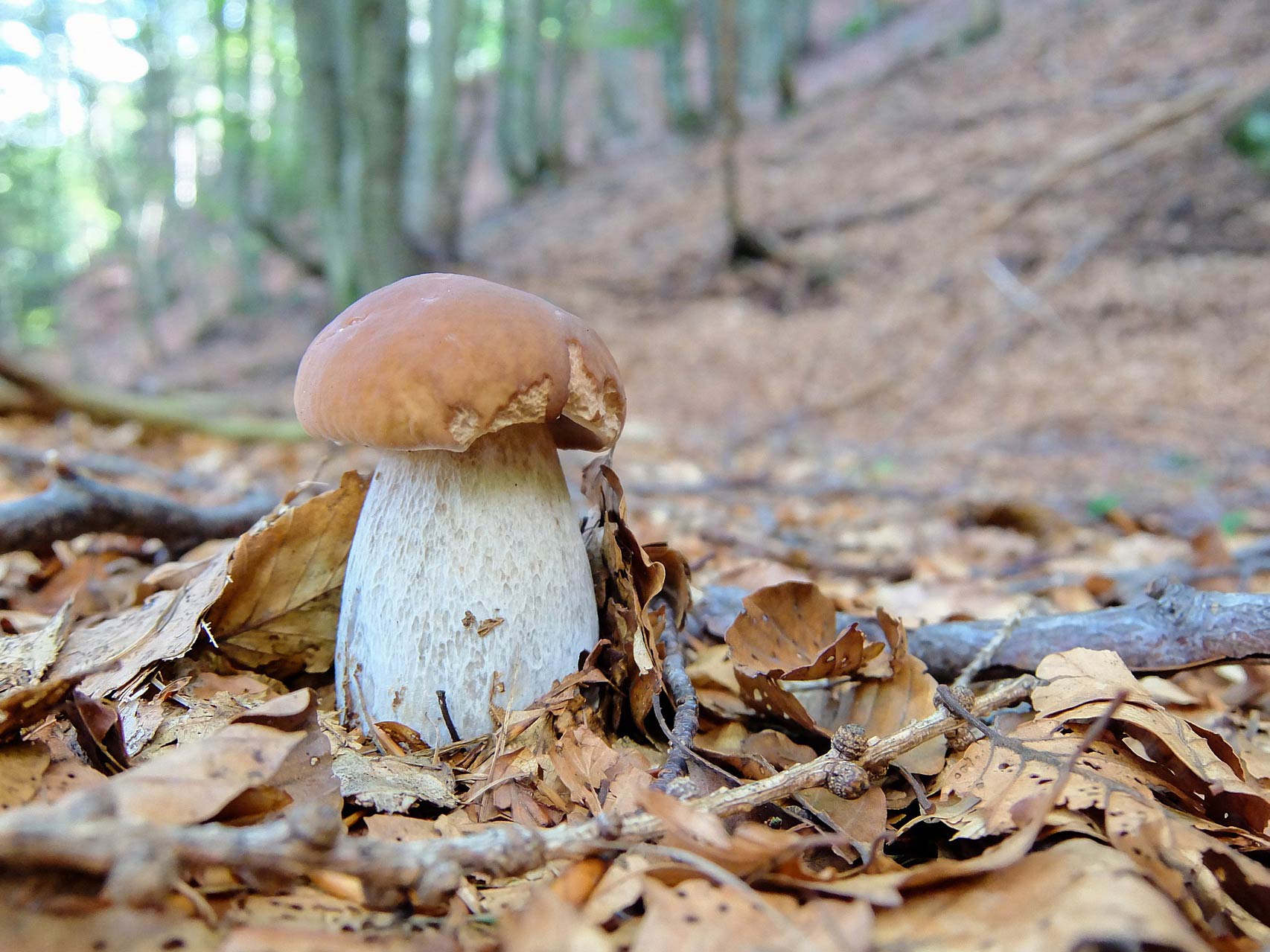 safest-mushrooms-to-forage-and-eat