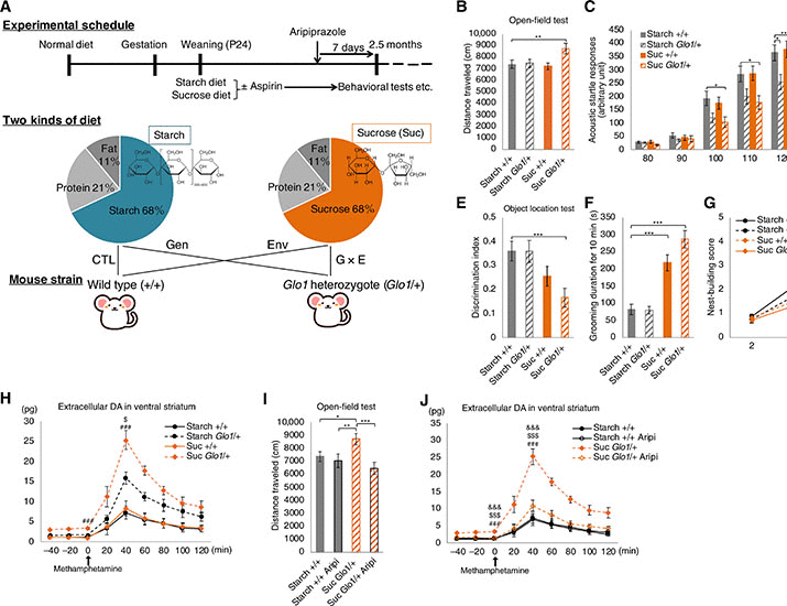 high-sucrose-diets-contribute-to-brain-angiopathy-and-higher-brain-dysfunctions