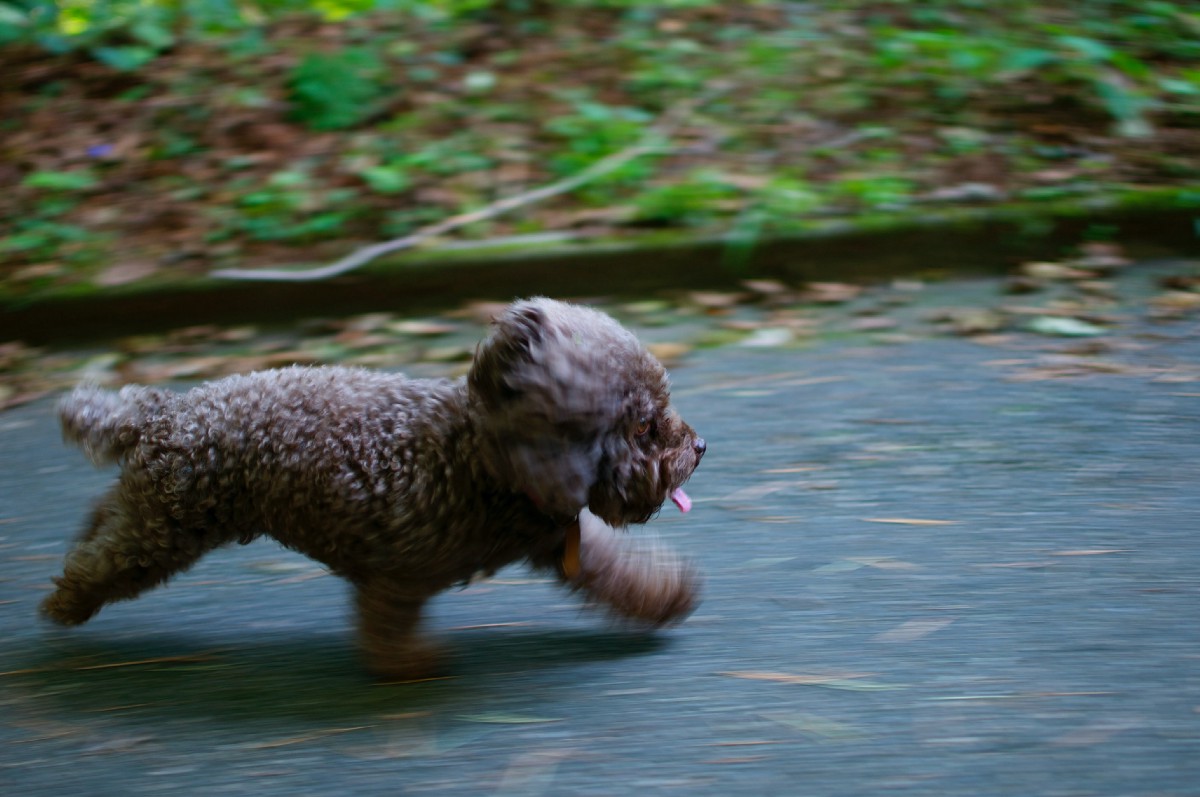 go-is-about-to-get-a-whole-lot-faster