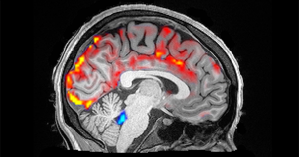 first-images-of-cerebrospinal-fluid-washing-in-and-out-of-the-brain-during-sleep