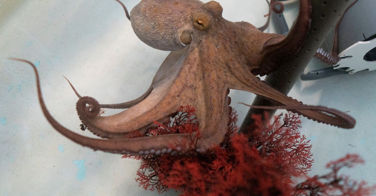 world’s-first-octopus-farm-stirs-ethical-debate