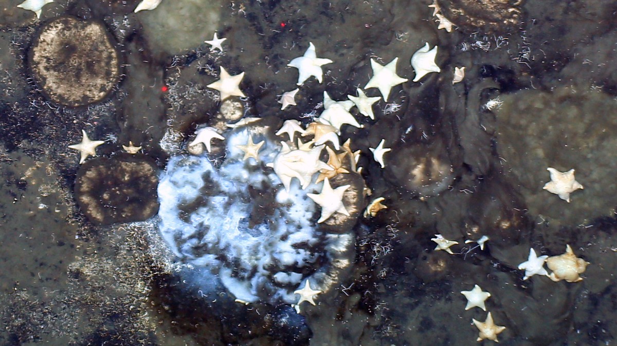 scientists-discover-centuries-old-arctic-creatures-surviving-on-fossils