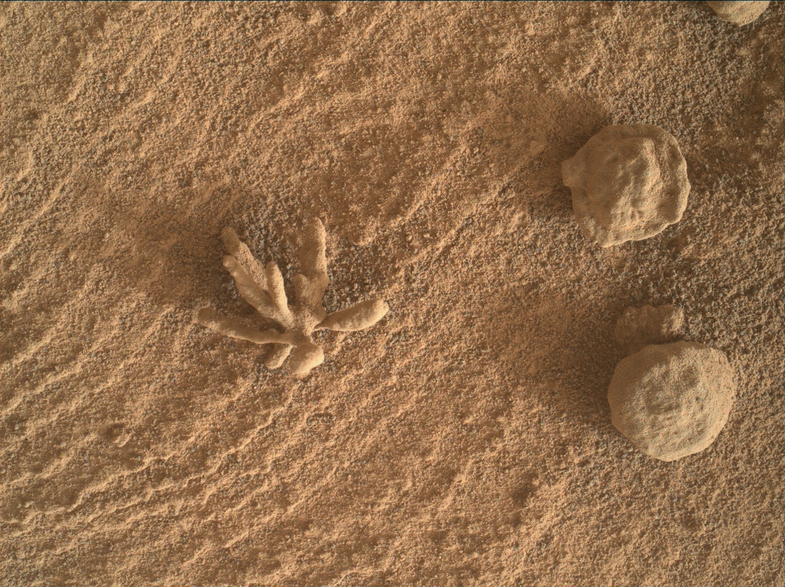 strange-plant-like-formation-captured-by-curiosity-rover-on-mars