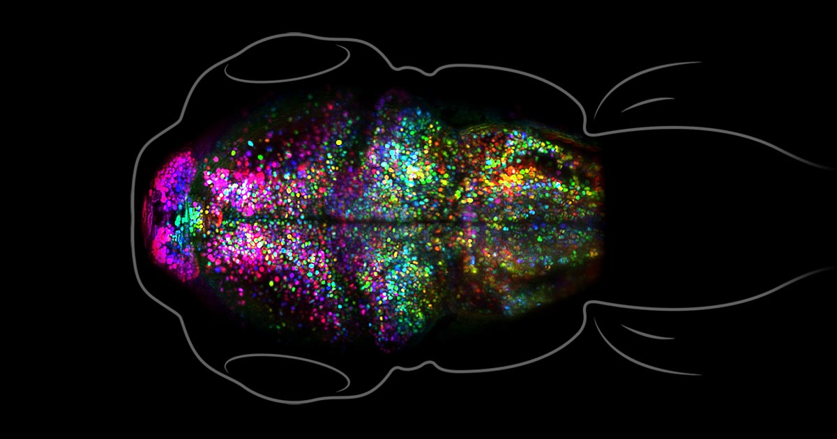 scientists-watch-a-memory-form-in-a-living-brain