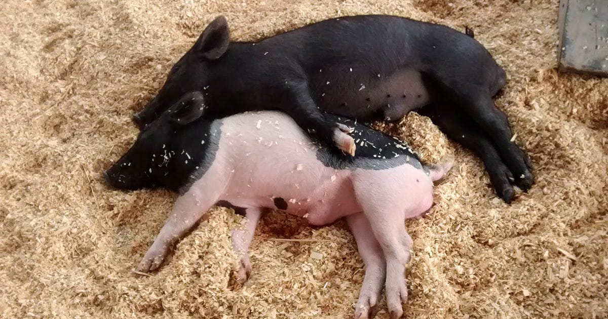 researchers-train-an-algorithm-to-interpret-pig-grunts-as-emotions