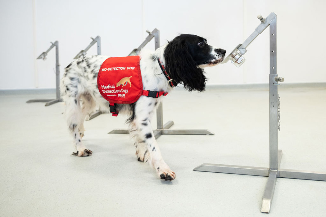 why-aren’t-there-more-dogs-at-the-doctor’s-office?