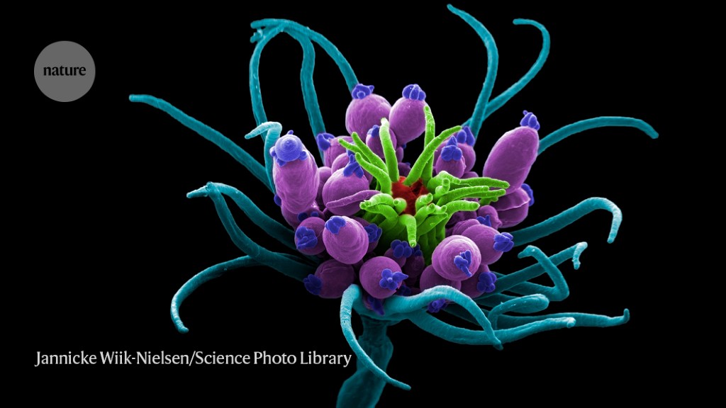 beauty-and-wonder-of-science-boosts-researchers’-well-being