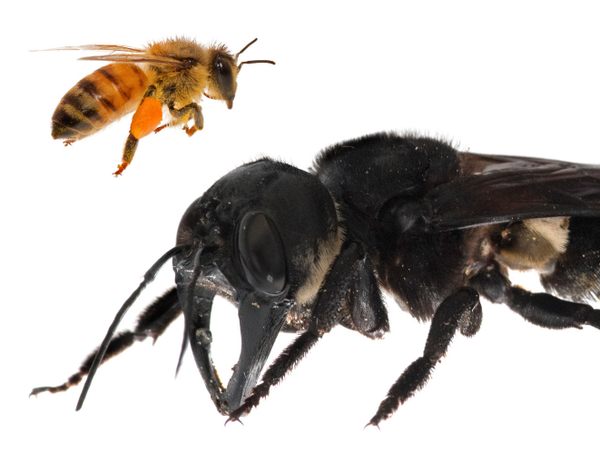the-world’s-largest-bee-and-the-cautionary-tale-of-its-rediscovery