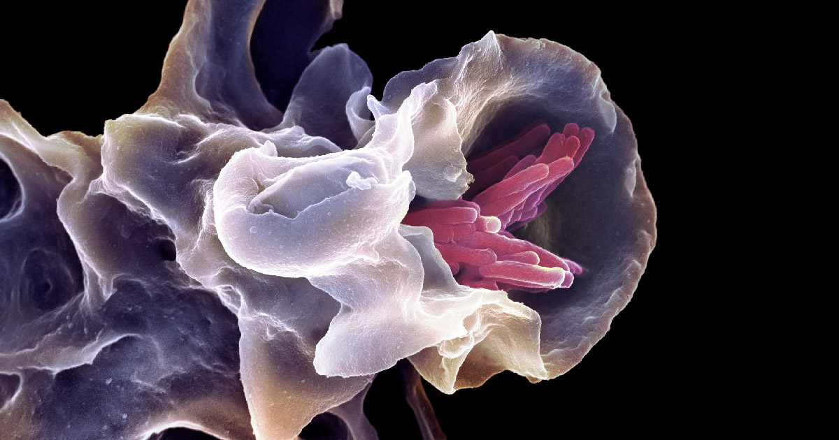 ancient-genes-for-symbiosis-hint-at-mitochondria’s-origins