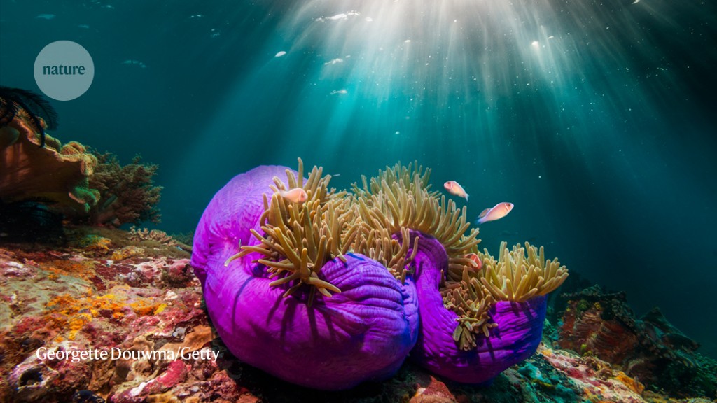 a-common-sunscreen-ingredient-turns-toxic-in-the-sea-–-anemones-suggest-why