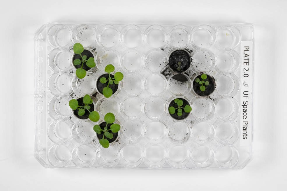 scientists-prove-that-plants-can-grow-in-soil-from-the-moon