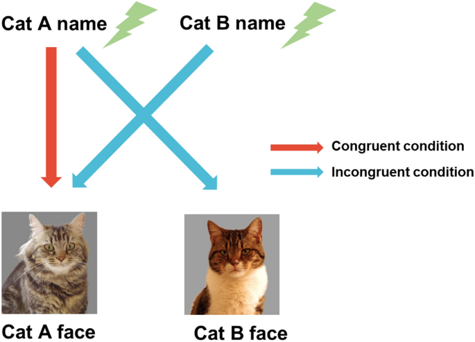 cats-learn-the-names-of-their-friend-cats-in-their-daily-lives