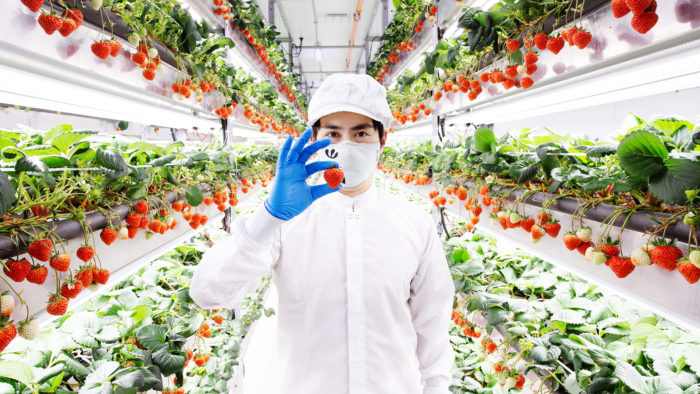 world’s-largest-vertical-strawberry-farm-opens-in-jersey-city