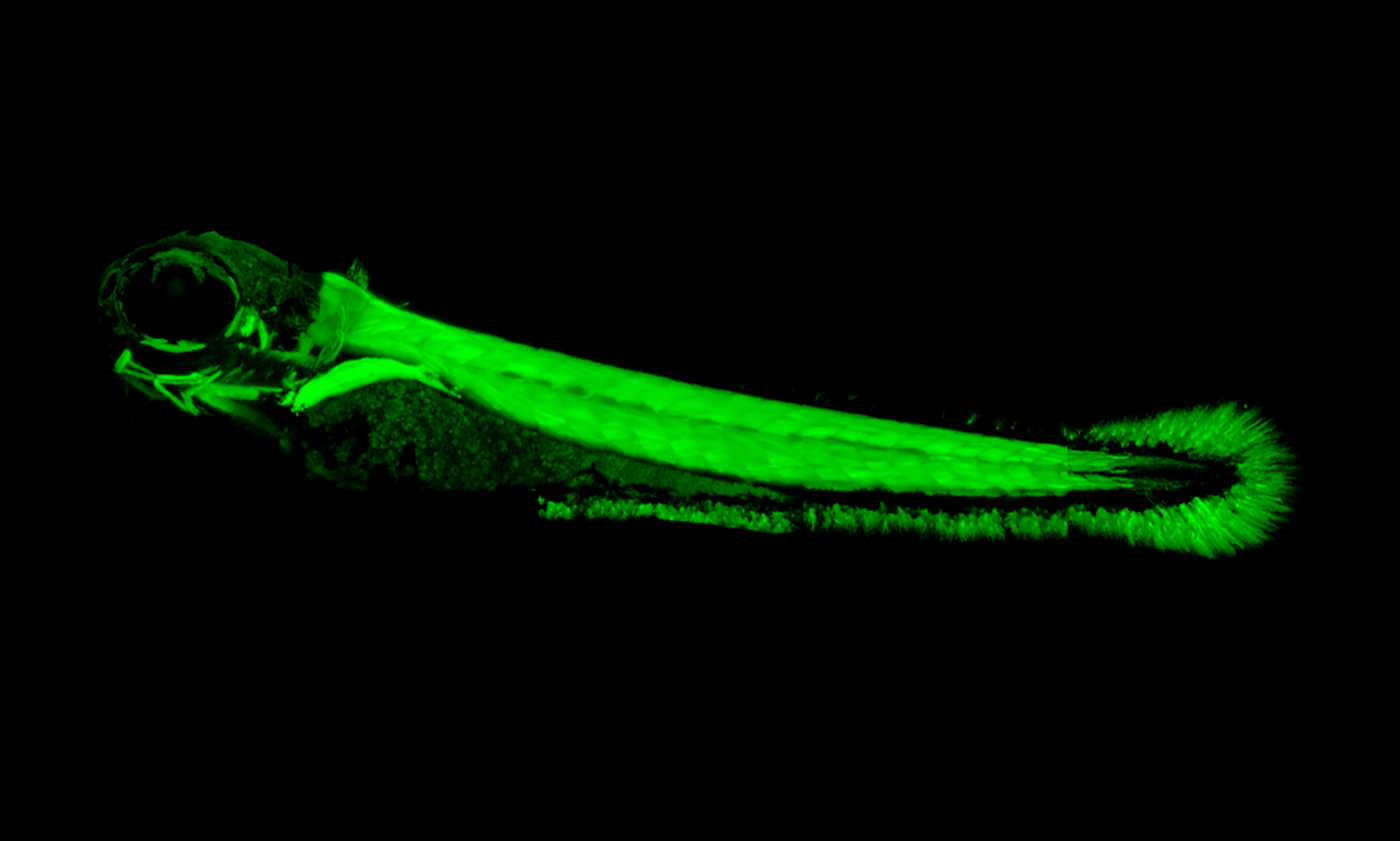 how-electric-fish-were-able-to-evolve-electric-organs