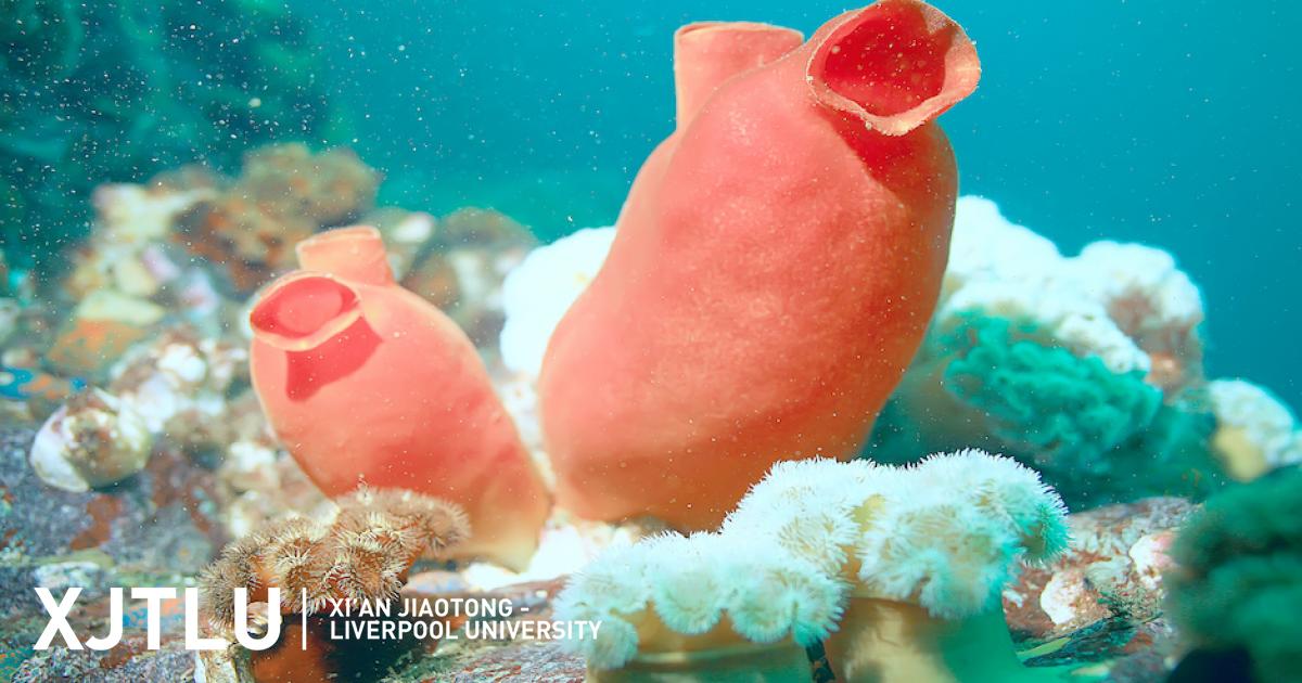 eating-sea-squirts-may-reverse-the-signs-of-ageing,-study-shows