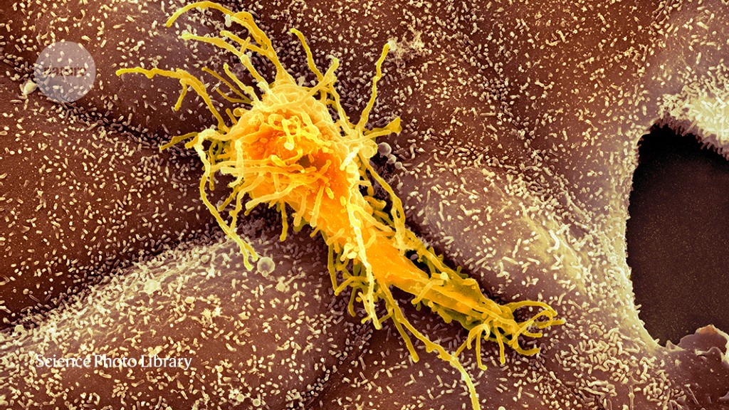 cancer-cells-wake-up-when-people-sleep