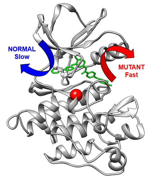 computer-simulations-of-proteins-help-unravel-why-chemotherapy-resistance-occurs