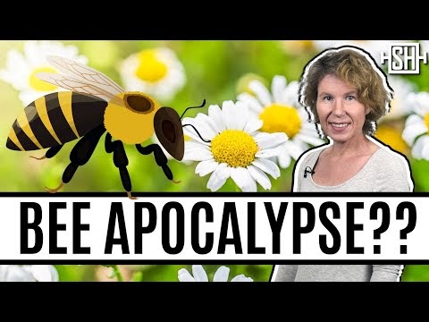 whatever-happened-to-the-bee-apocalypse?